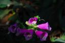 garden-12.jpg