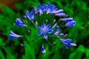 garden-8.jpg